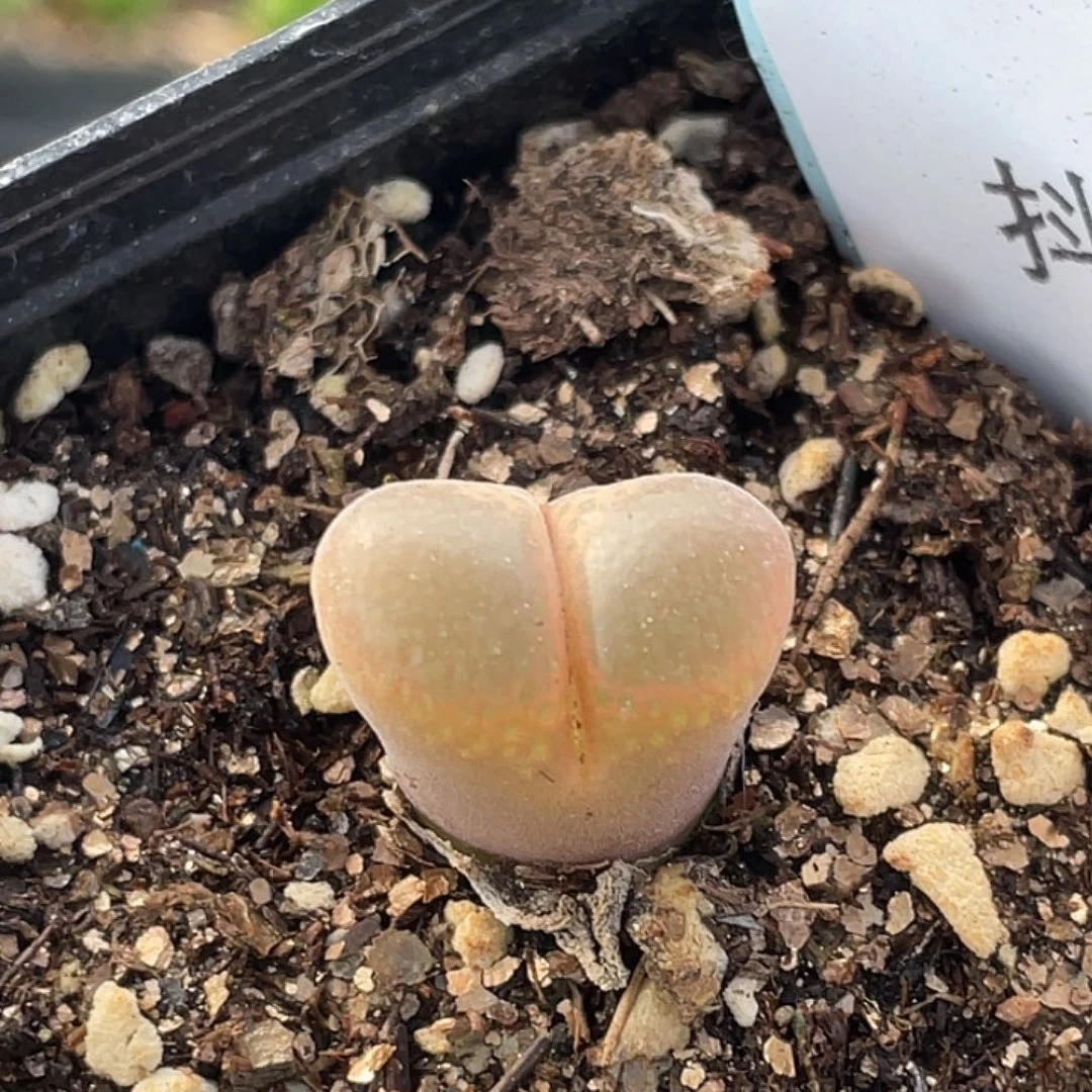 28-139风铃多肉植物