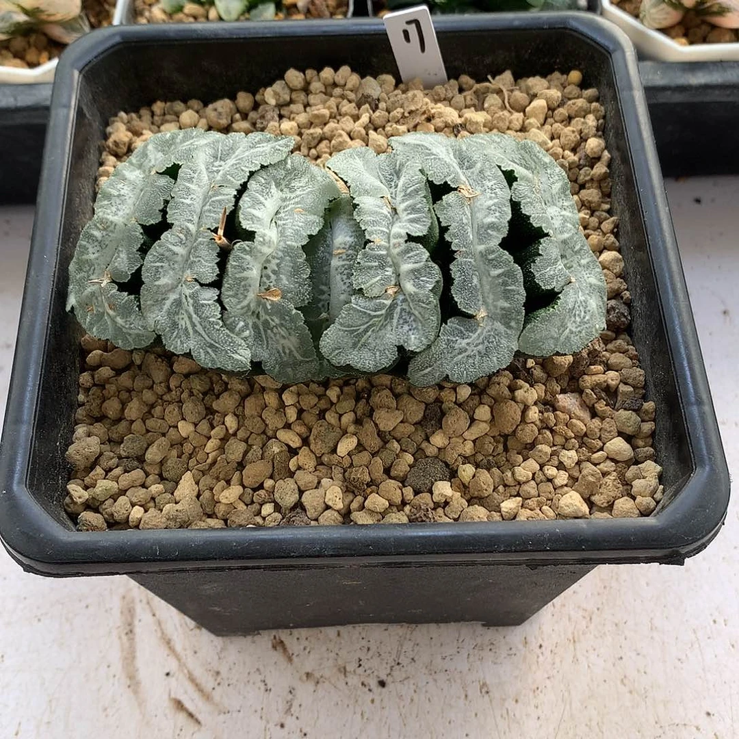 q***i猛犸玉扇带盆土发货