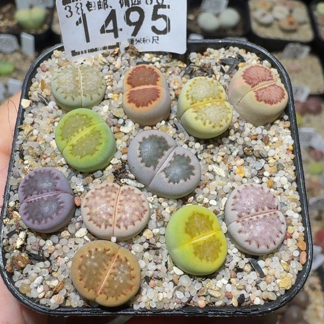 Ssss精品生石花1495