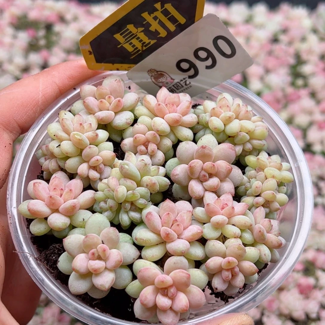 多肉植物多肉植物