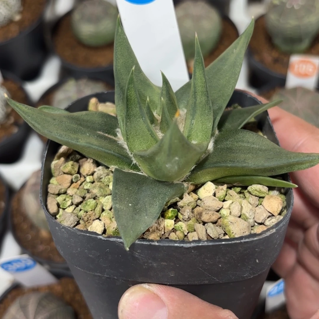 211实生龙牙牡丹带盆带土