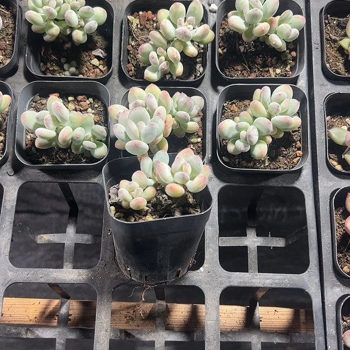 苹果奶精品多肉植物