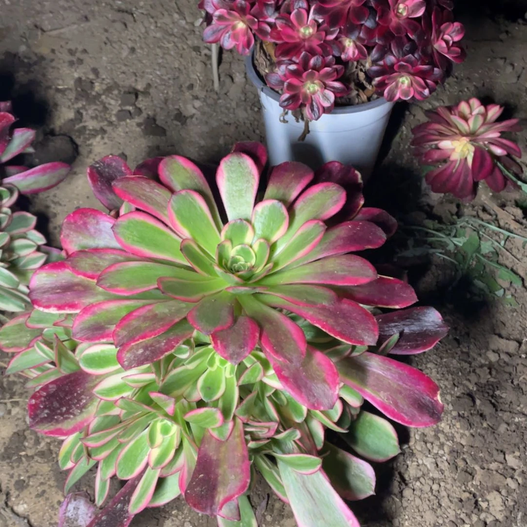 凤冠多肉法师断枝不包