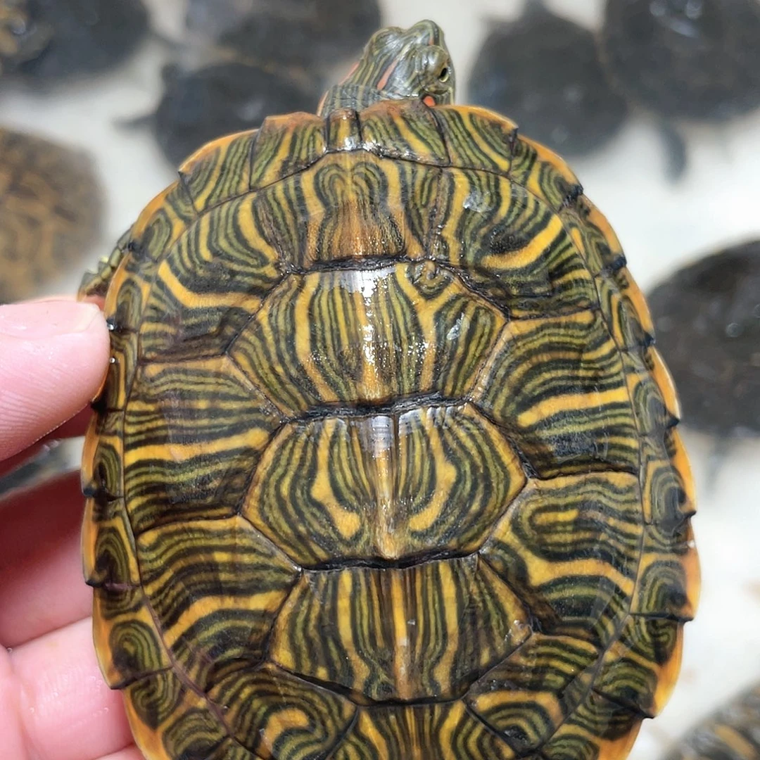 宠物龟不分公母8.3