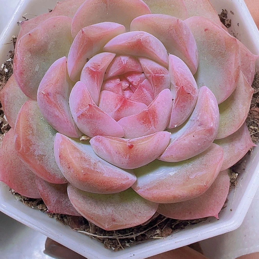 冰花女郎19包油多肉植物