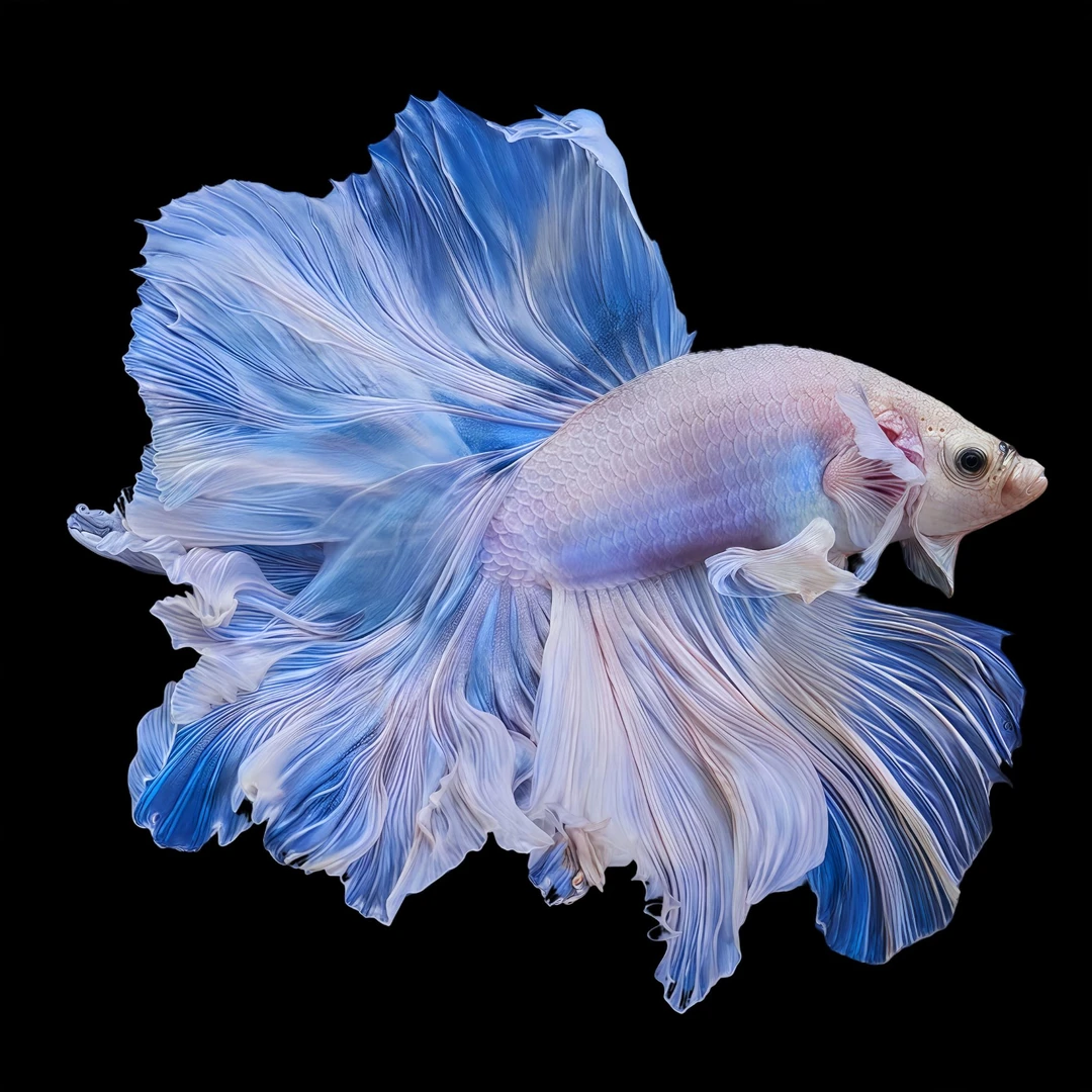 妙择赛级281- 330号好养耐活的小型热带观赏鱼斗鱼婚纱鱼宠物活体