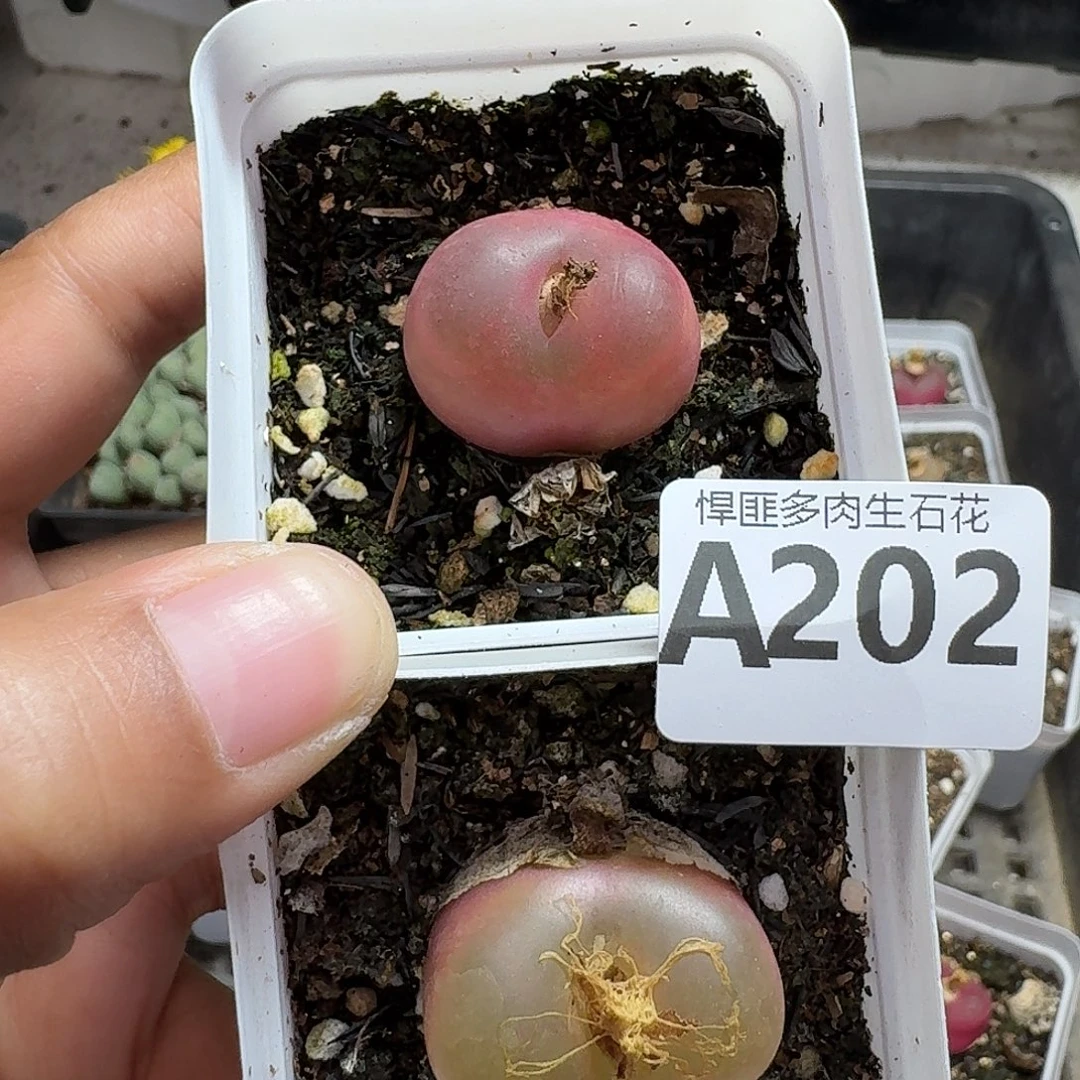 202多肉植物多肉植物