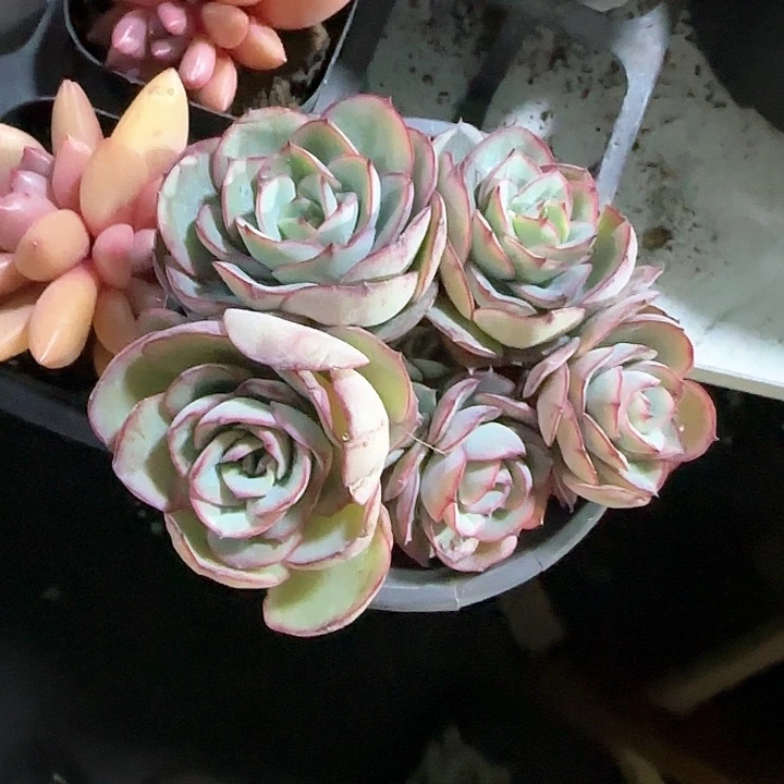 青蛙王子儿童牙膏111