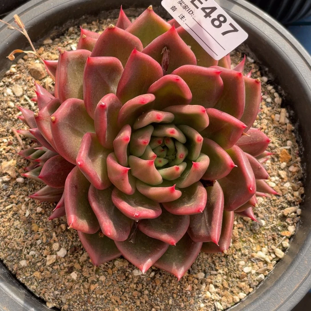 无花朵若如东云单拍E487