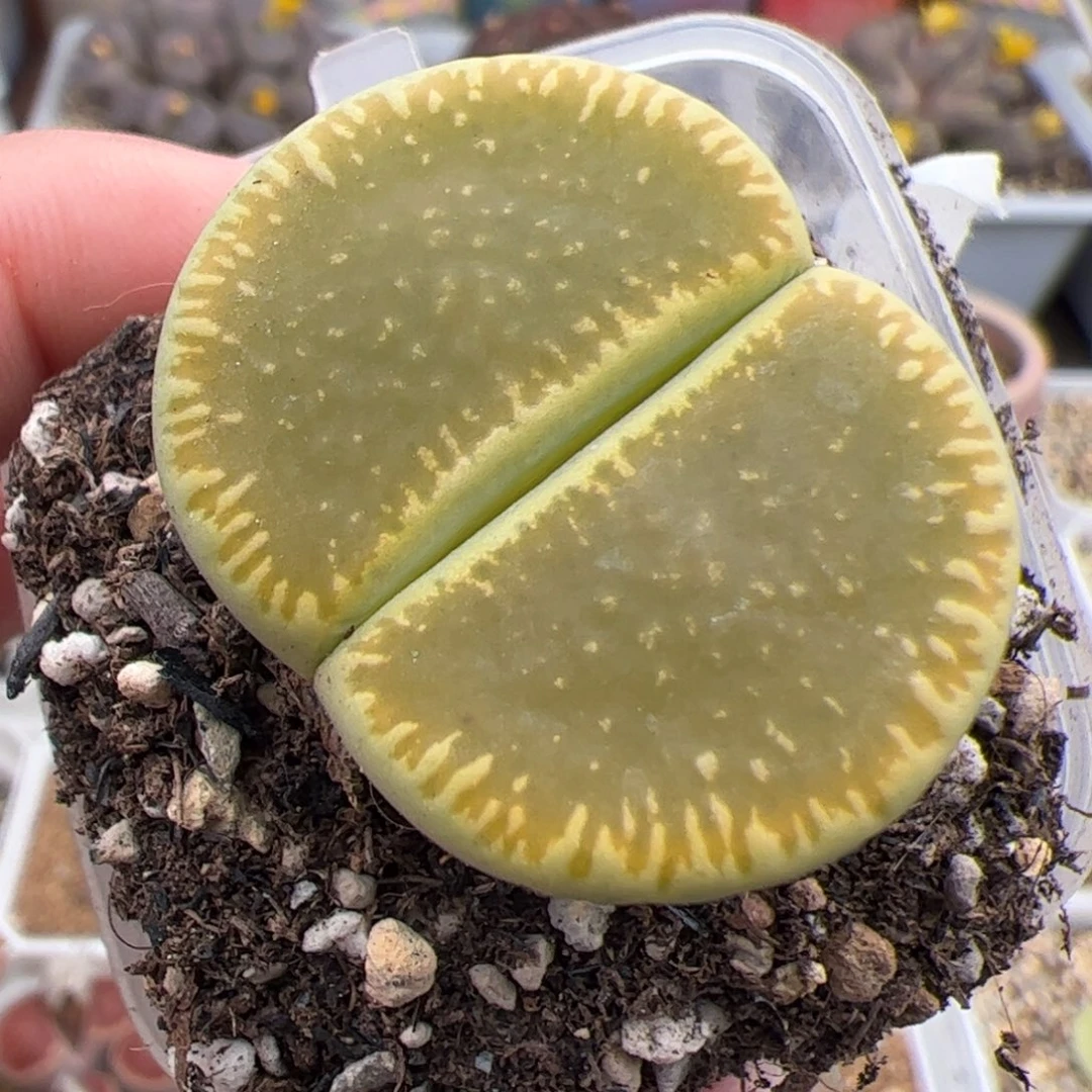 0161号绿光阳 多肉植物