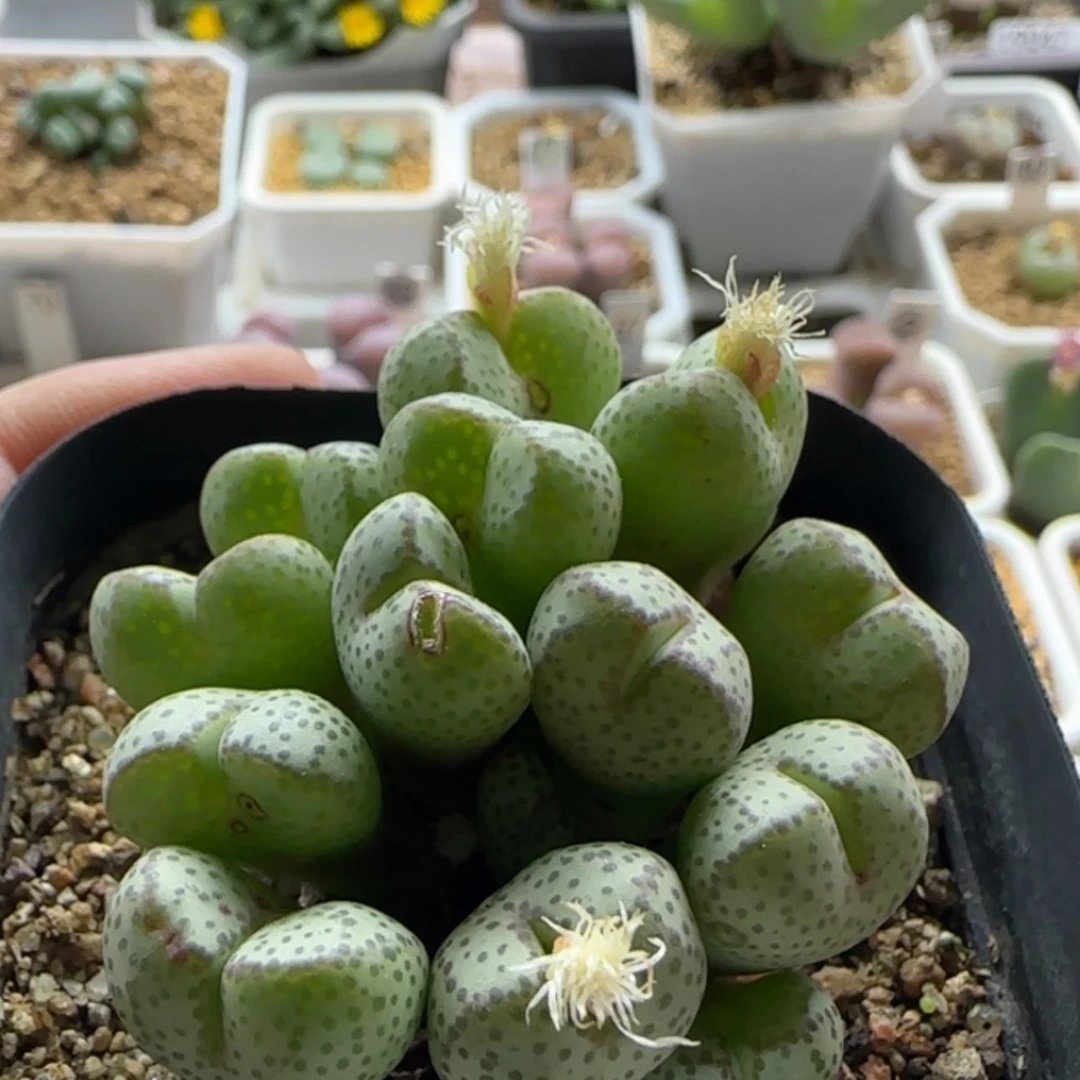 【闪购商品】19461