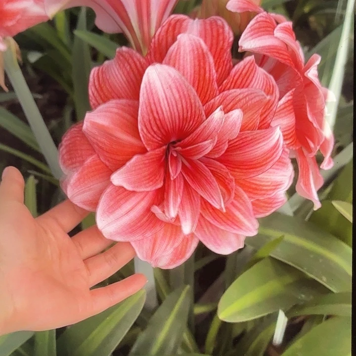 光羽仙子直径7+带9个侧