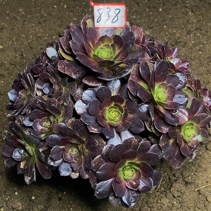 万黑牡丹老桩捧花838号