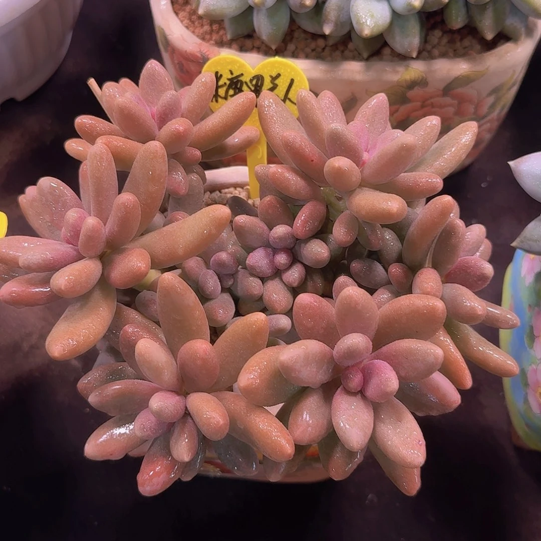 糖果美人多肉一物一拍