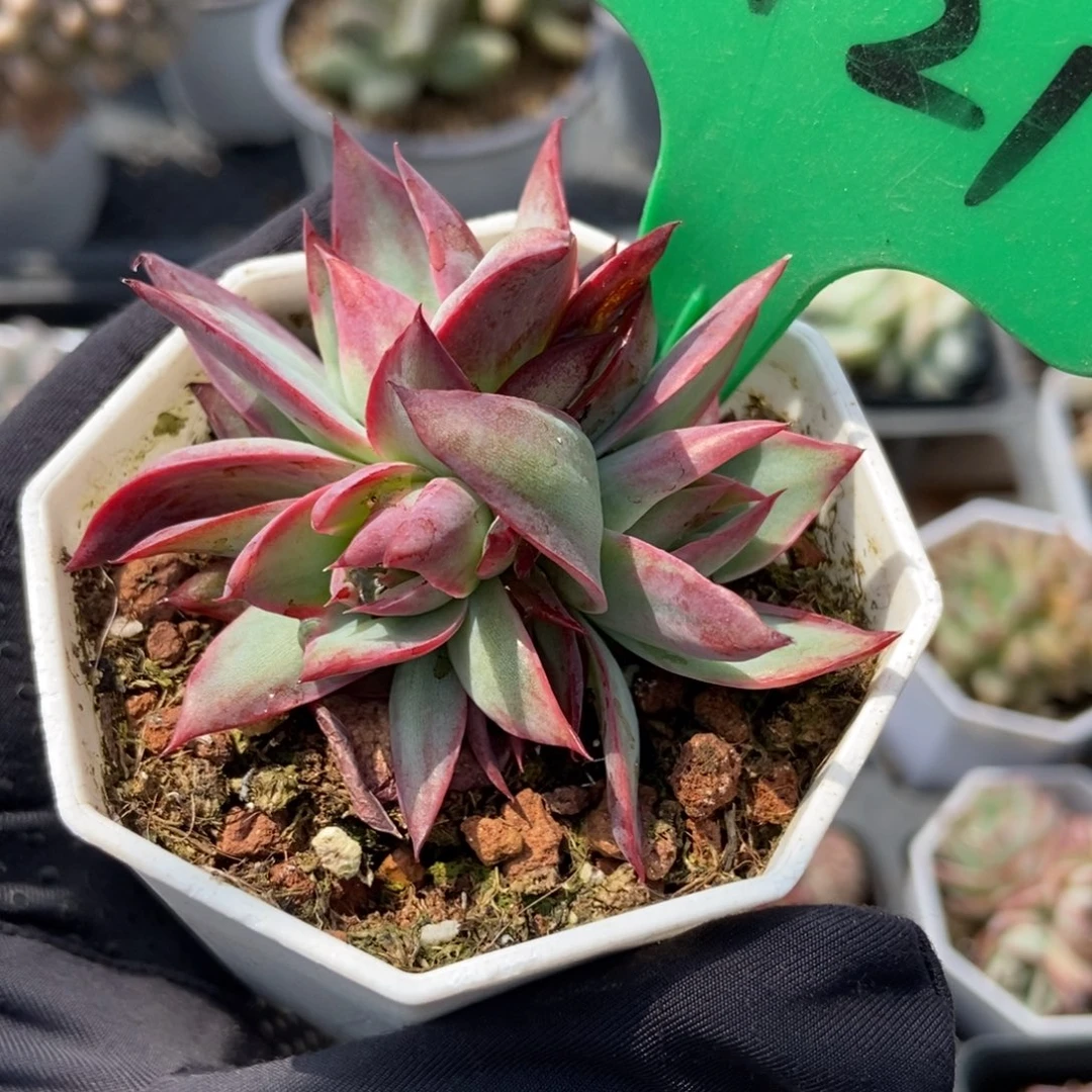 3121惊鸿仙子多肉植物保护