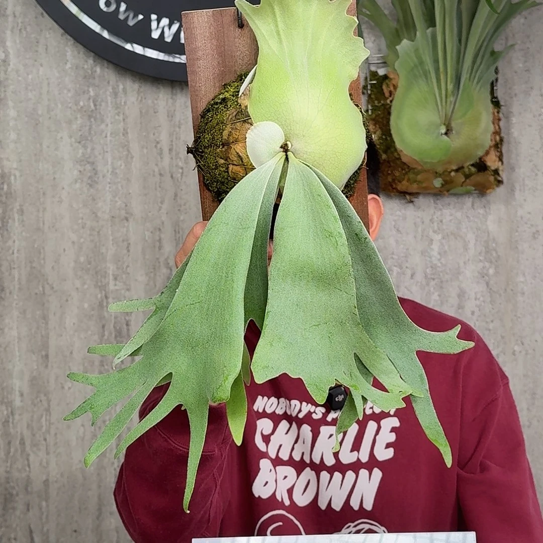 完全开放印尼爪哇孢播鹿角蕨春野花园