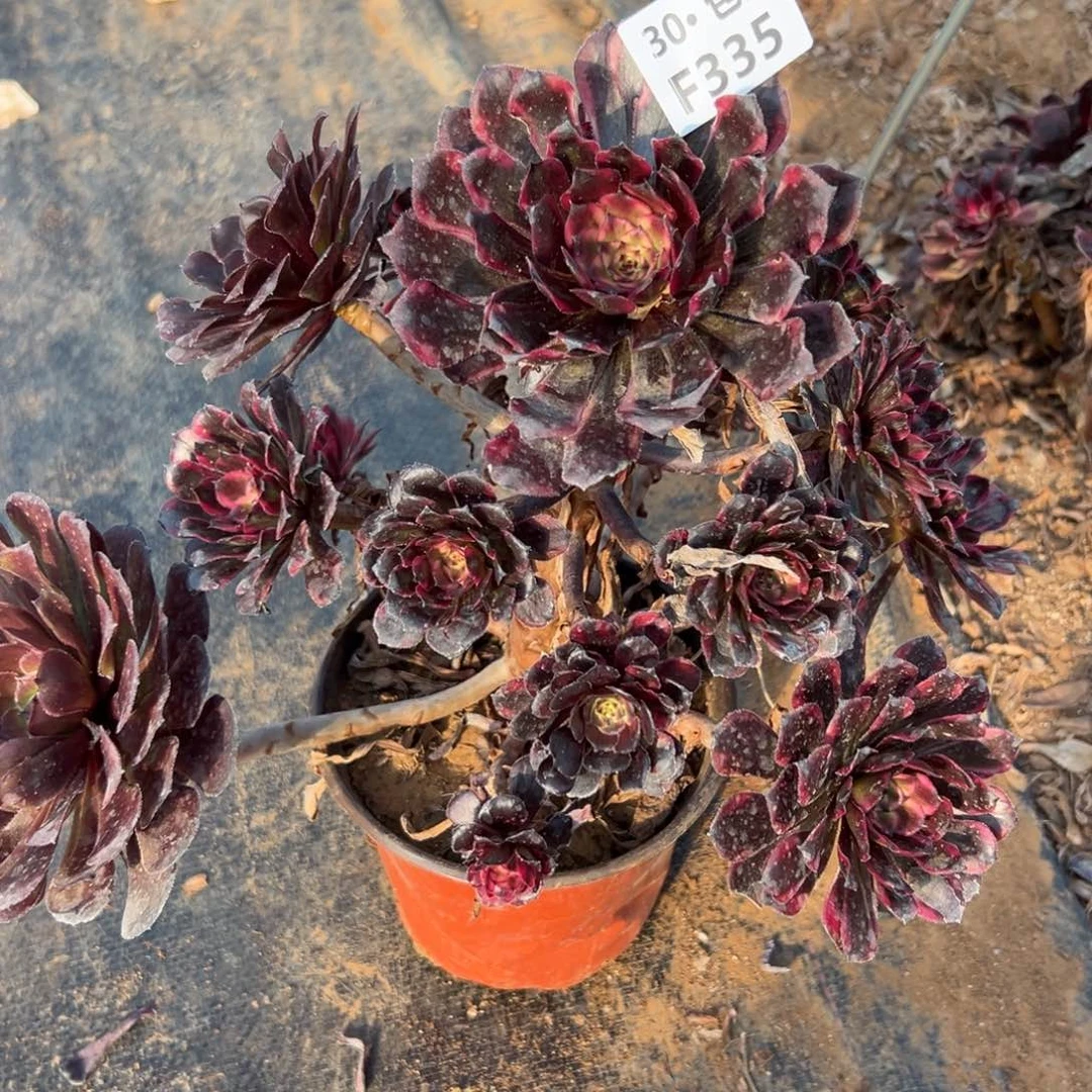 335红金刚多肉法师