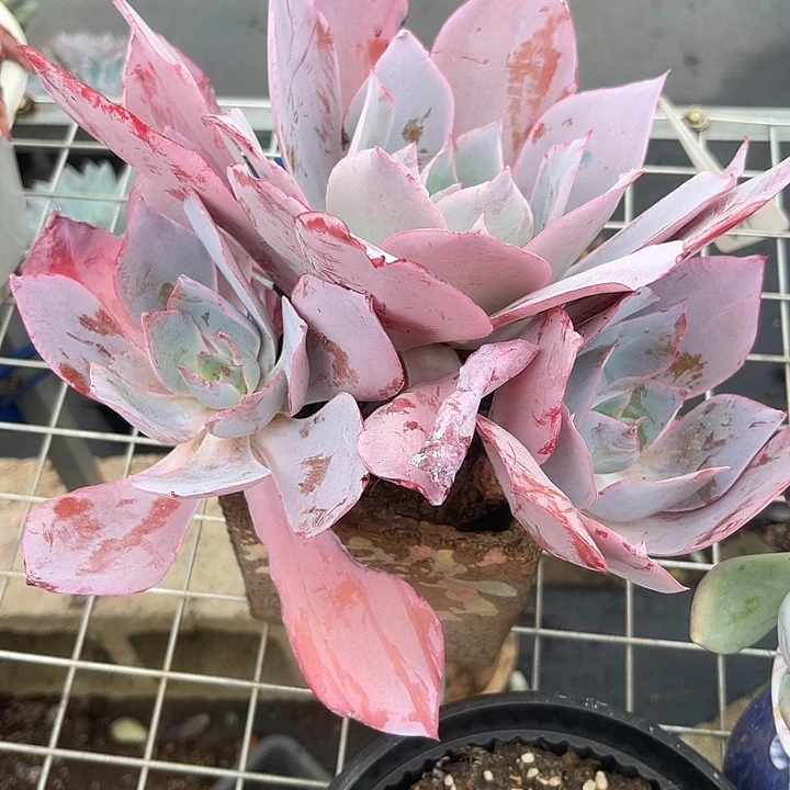 晨语多肉，一物一拍晚霞