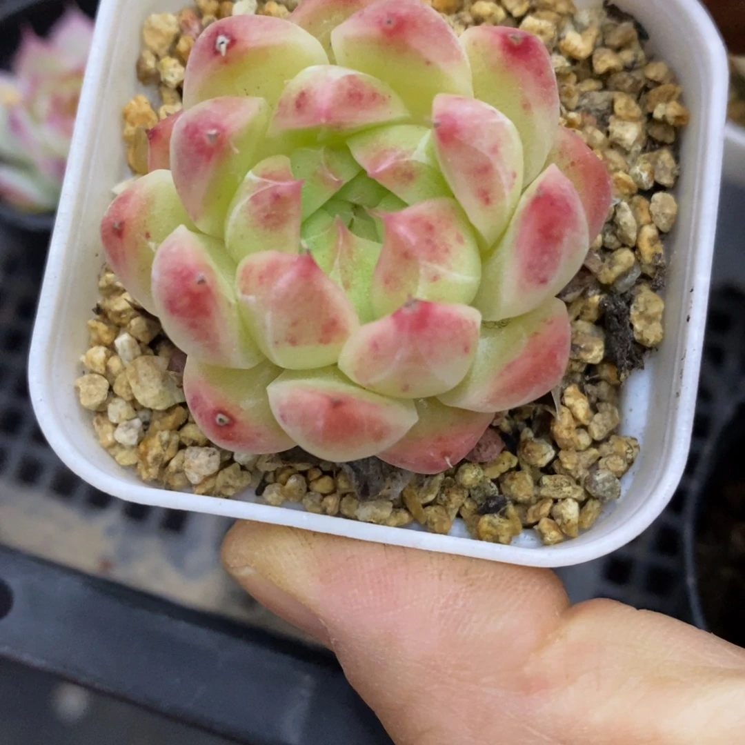 精品多肉一物一拍不包整210