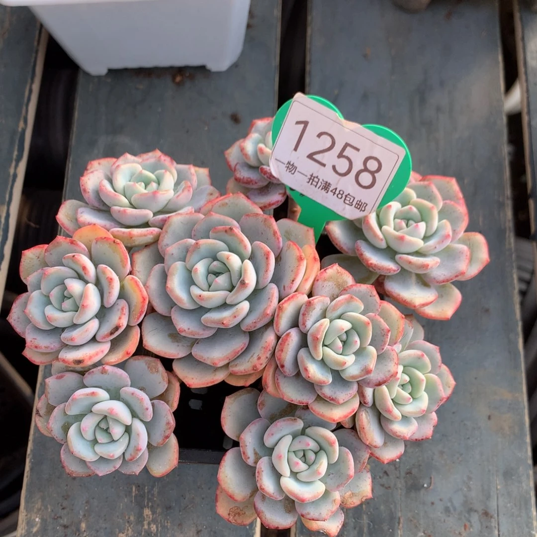 千山雪老桩微瑕疵1258