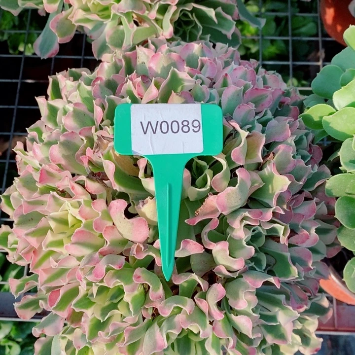 ✎***✾闪购法师1棵雨花石0089