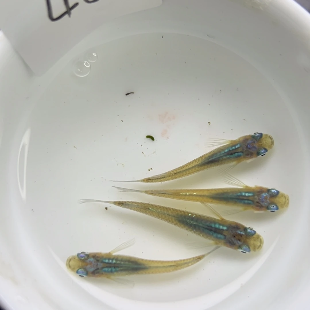 青鳉鱼46。