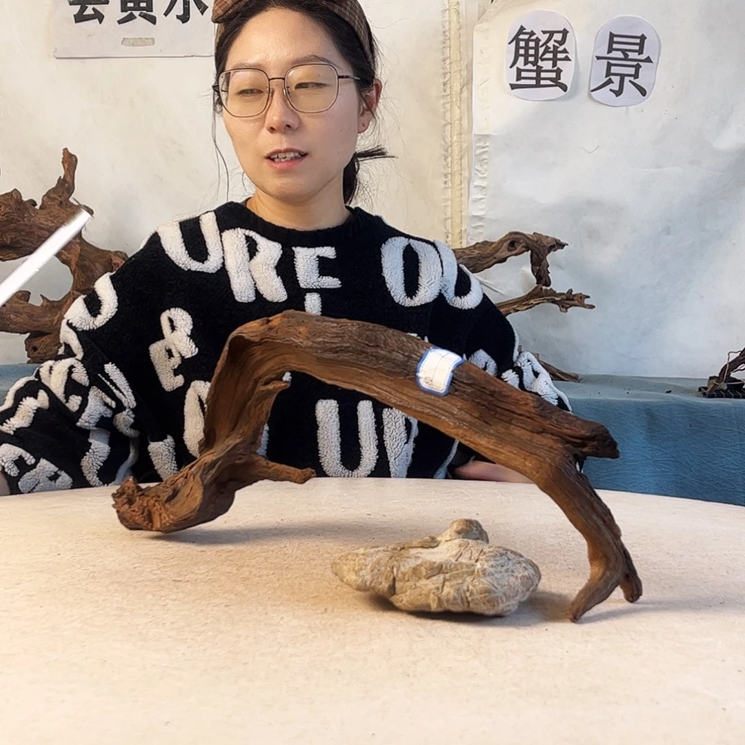 沉木造景爬宠造景