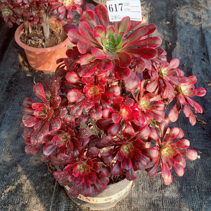 多肉植物丽娜617