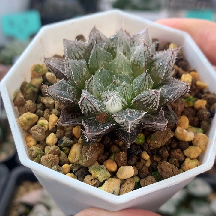 小叶楼兰一物一拍