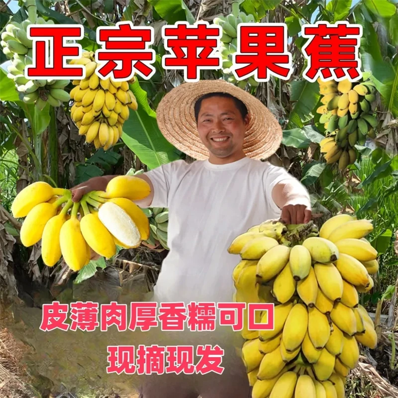 广西正宗苹果蕉香甜软糯自然熟应季新鲜水果