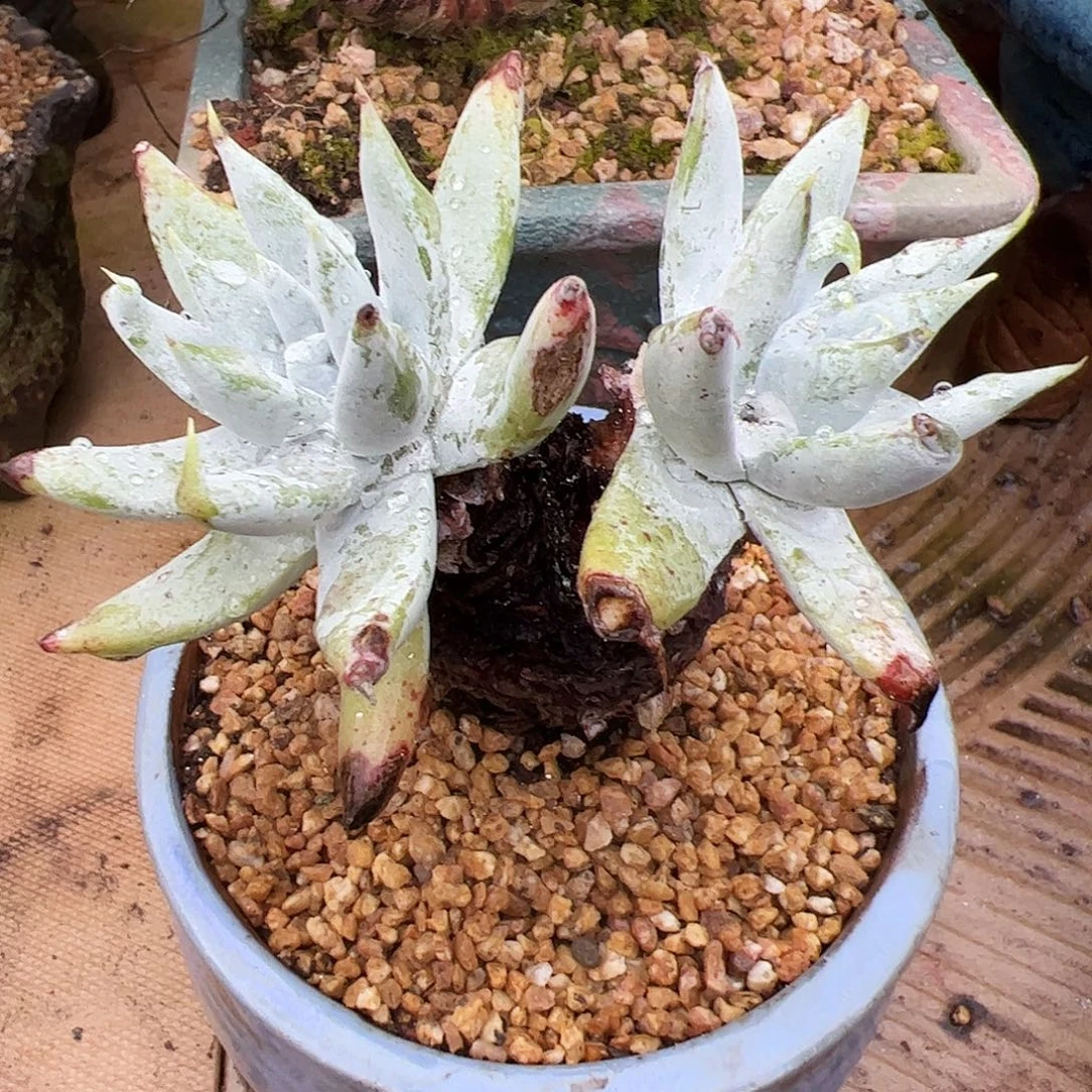 3527奴雪仙女杯多肉