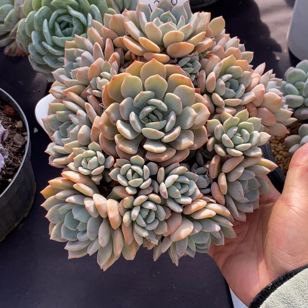 两单包邮1228-87蜜桃