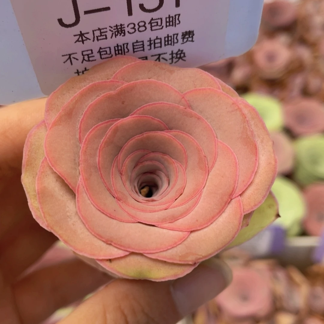 山地玫瑰J131裸根发货不售后