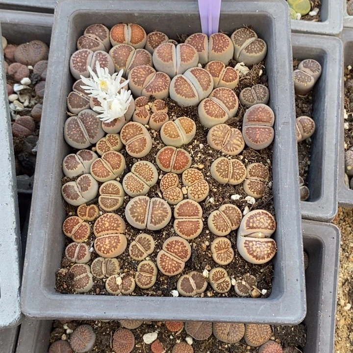 人***醒生石花等植物的生长070