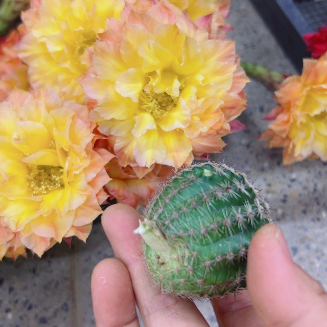 下58彩草国色天香歪无根侧芽4公分左右20包邮