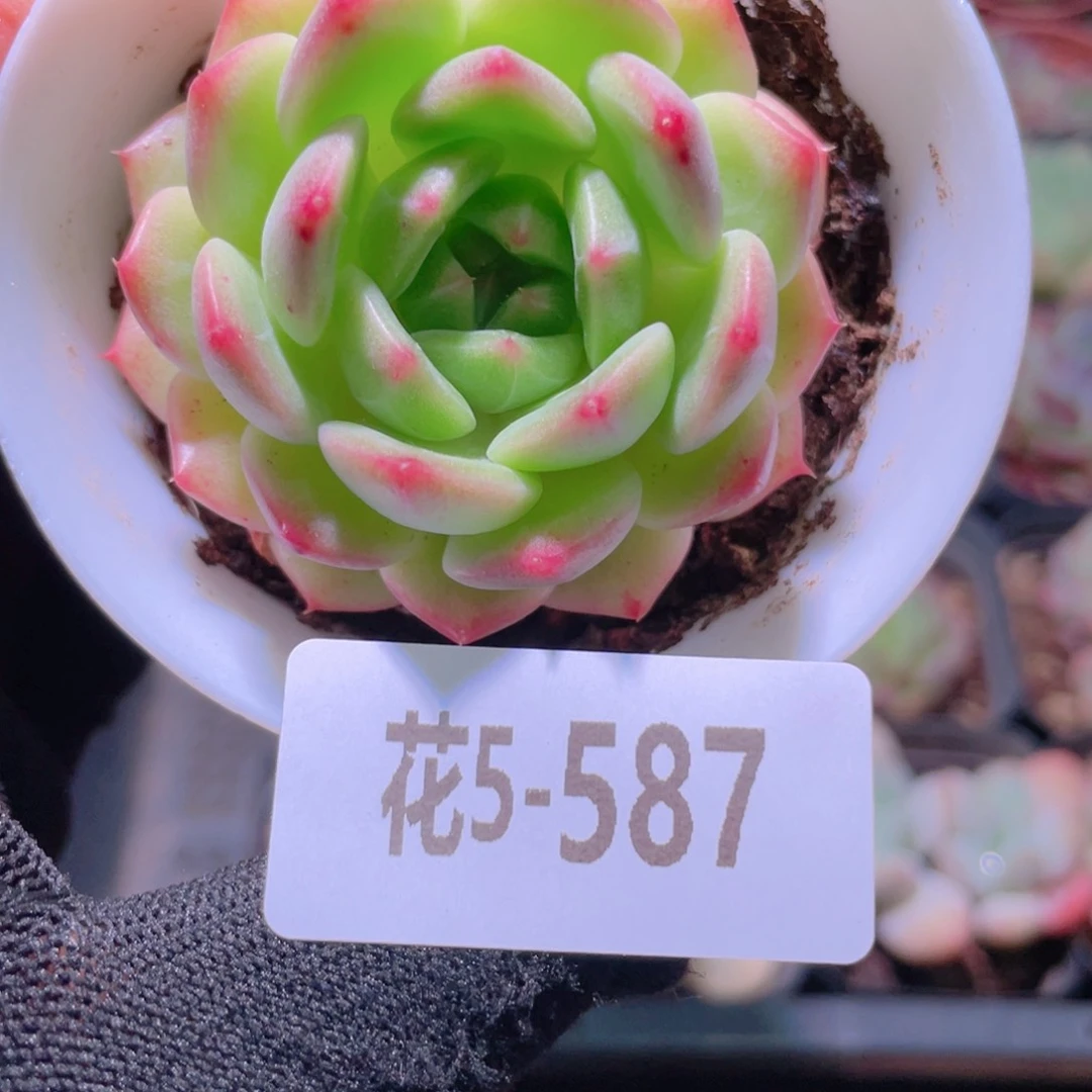 花利美5-587新品