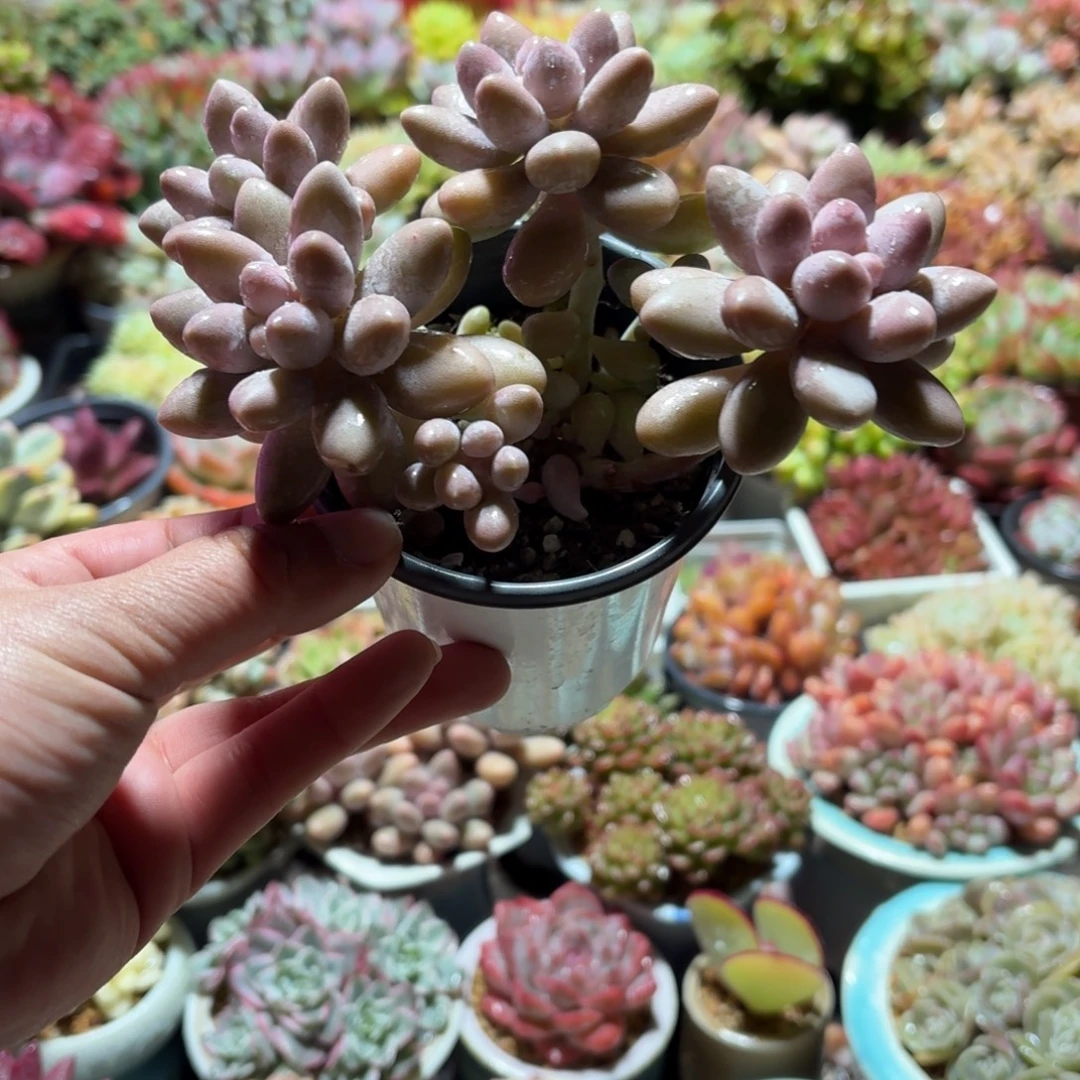 粉色恋人多肉整群9