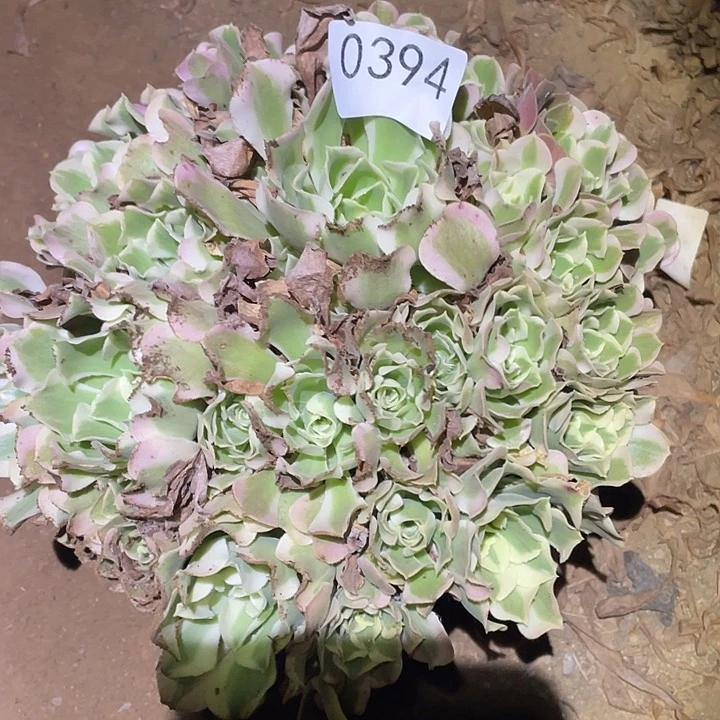 多肉植物法师不包断枝394白凤