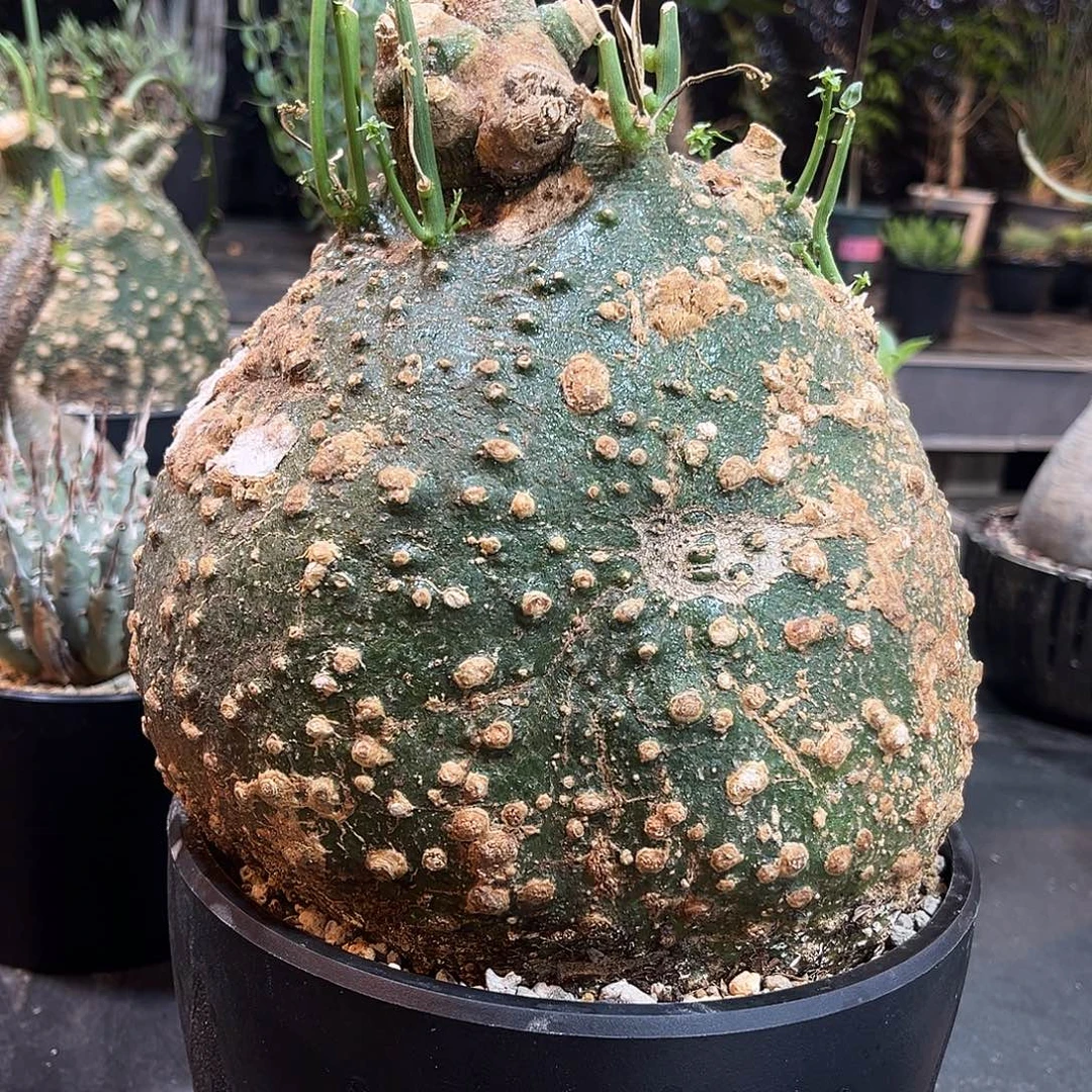 球腺蔓19公分特价2266666