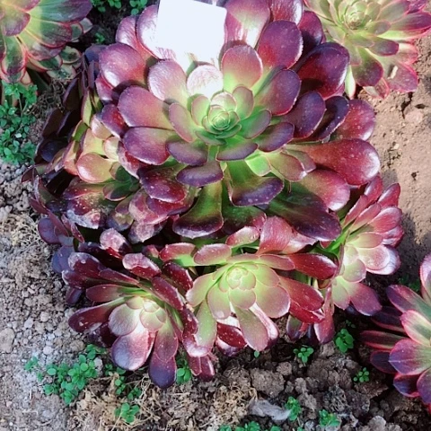 想*。3.14-97荷兰圆叶多肉植物