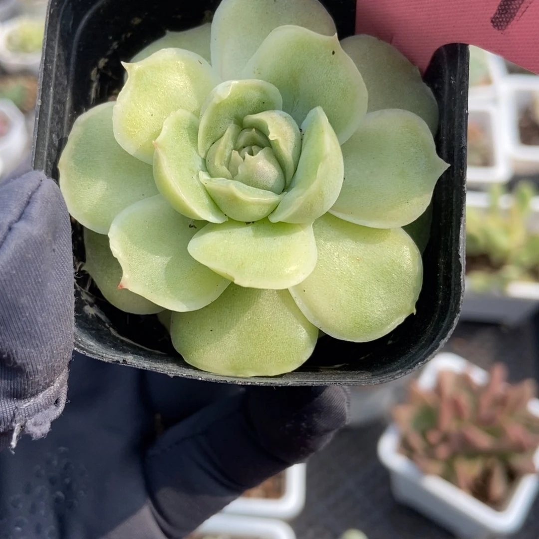 1754虾饺多肉植物保护