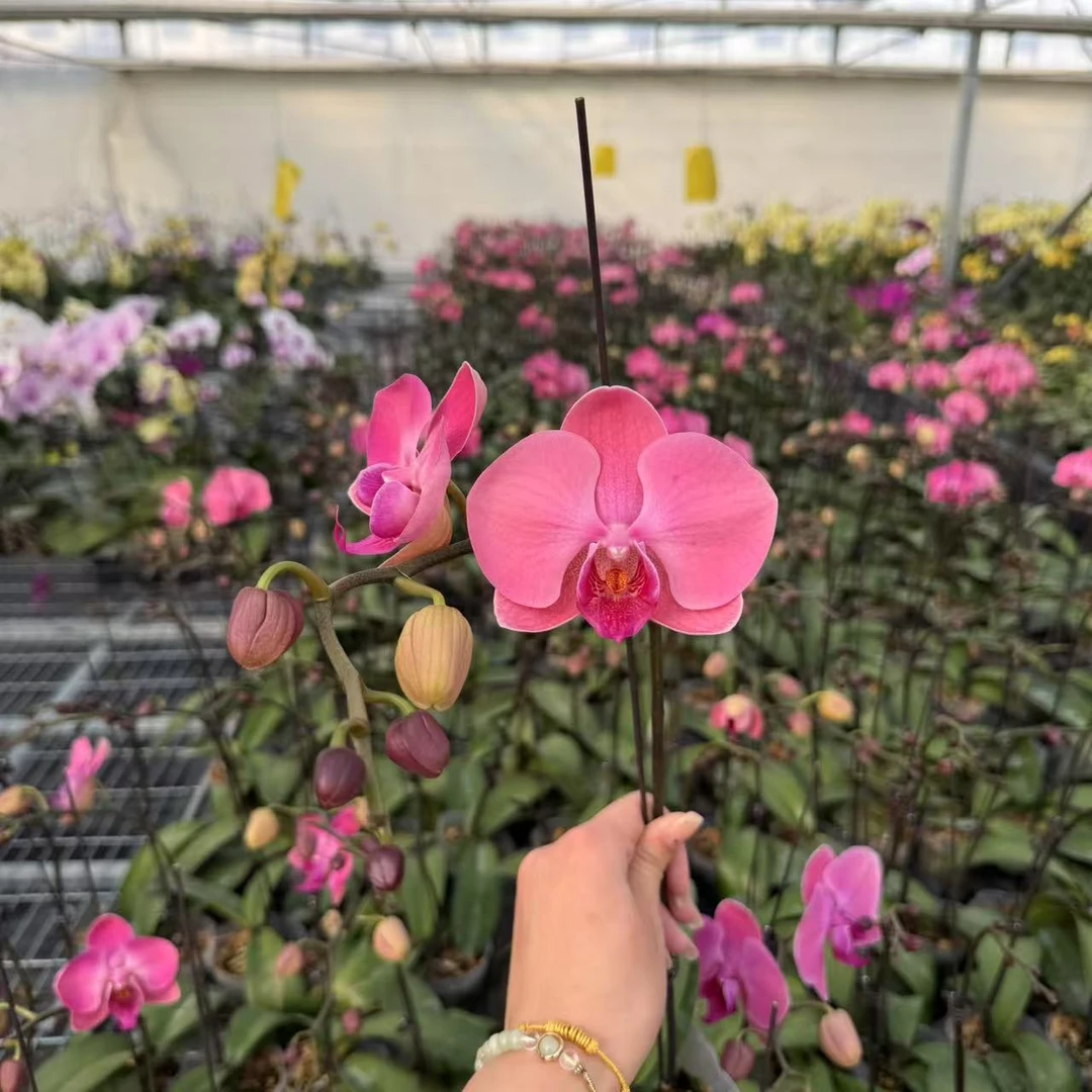 植趣蝴蝶兰【香橙美人】带香3.5寸花苞株弱根品种