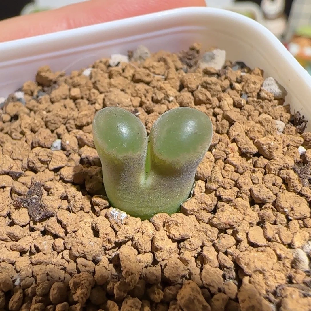 肉锥多肉植物组合-磁铁1580
