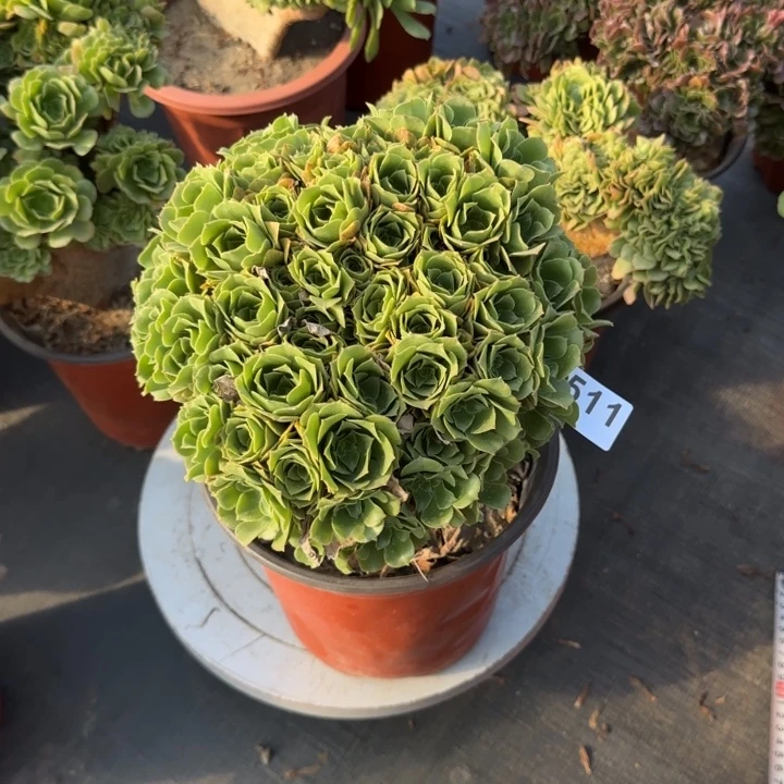 多肉植物绿朵朵511