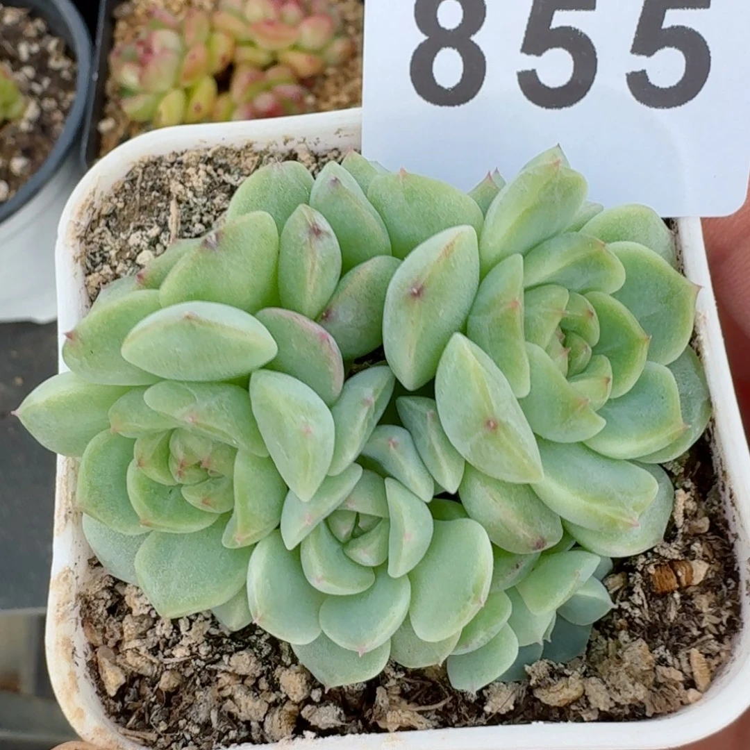 纸鸢六头      开心笑容难抵抗，积极乐观正能量