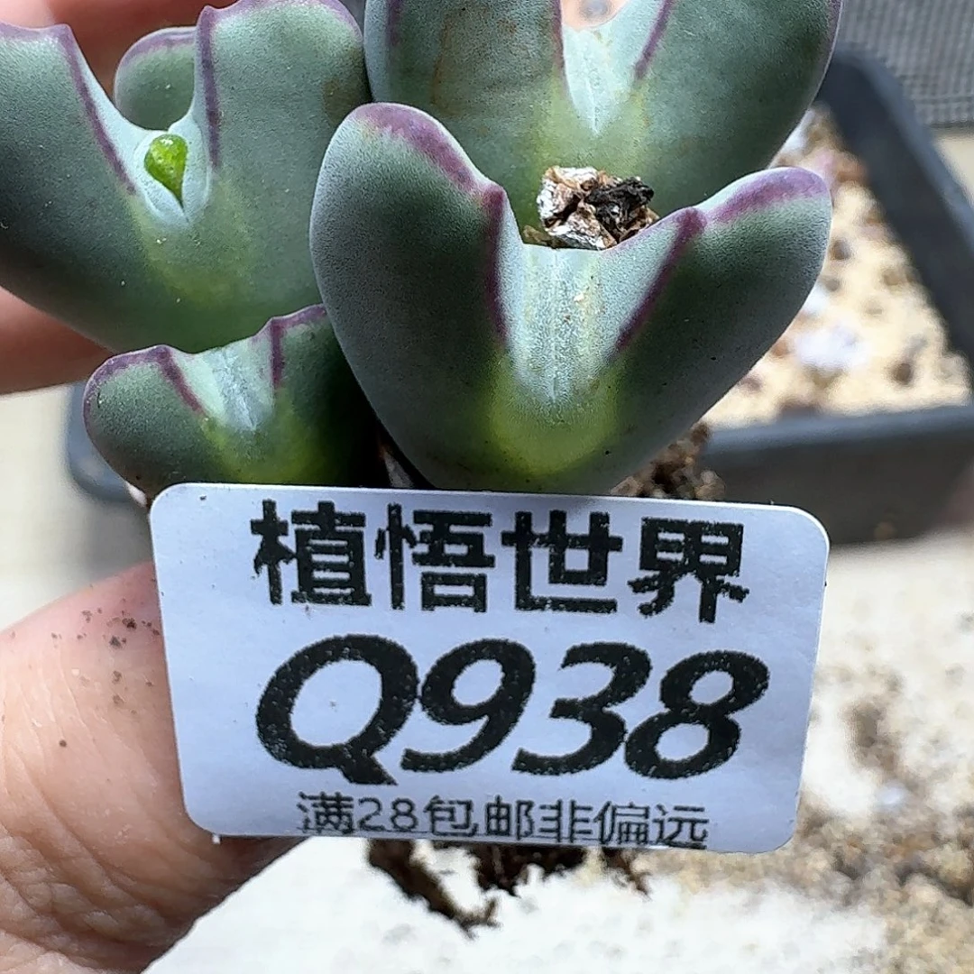 多肉植物的润泽植物fg