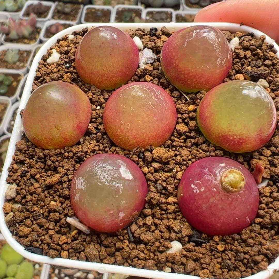 灯泡7棵多肉植物百科