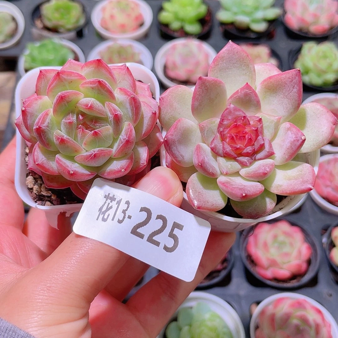 花利美13-225新品2颗