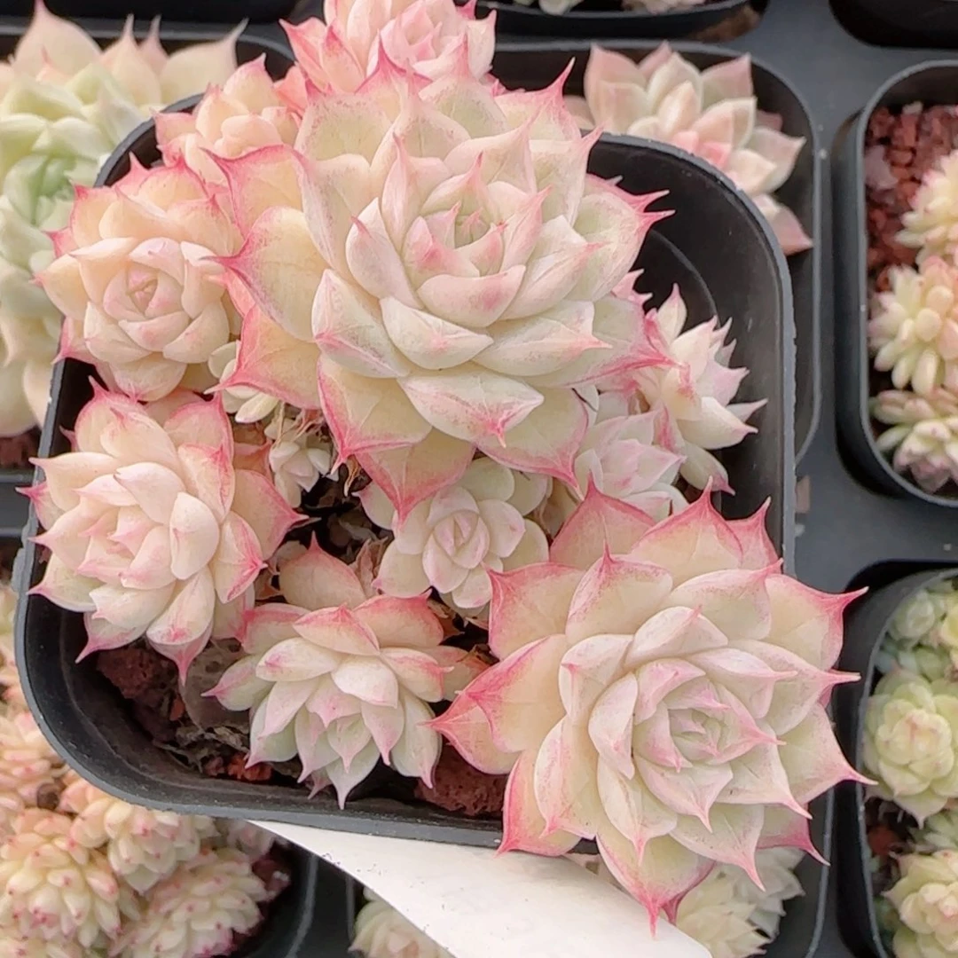 黄****花语多肉0103-346散