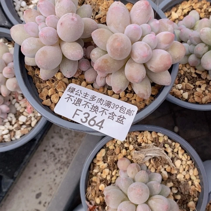 手指奶6cm364多肉植物